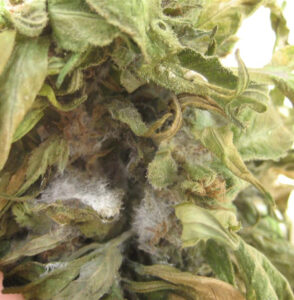 Hongos y enfermedades en el cultivo de la marihuana (I)