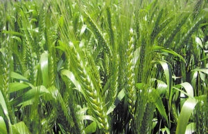 ABONOS ORGANICOS: MEJORADORES DE SUELO