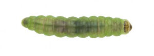 tuta-absoluta-larva2-943-400-en