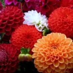 dalias