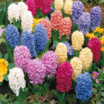 F45441_dup1