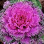 BrassicaOleraceaAcephalaKaleCU420