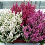Erica_Gracilis2