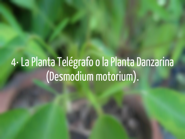 Flores 11