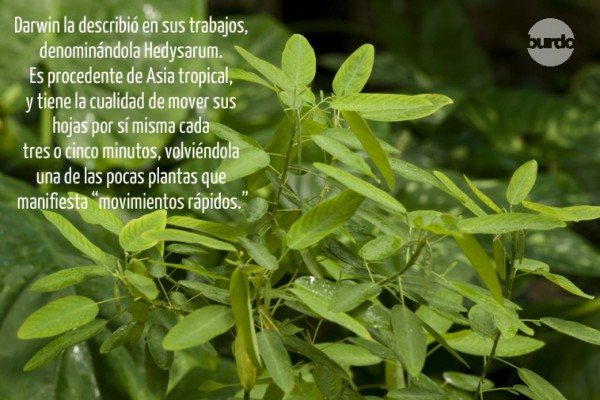 Flores 12