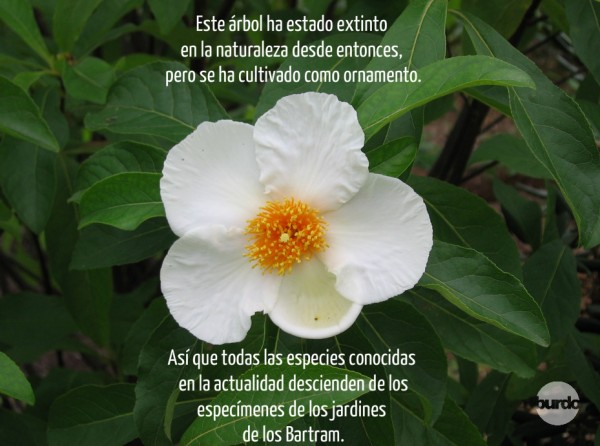 Flores 16