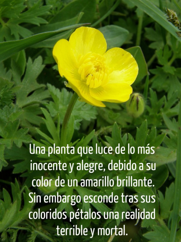 Flores 18