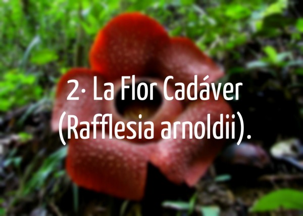 Flores 4