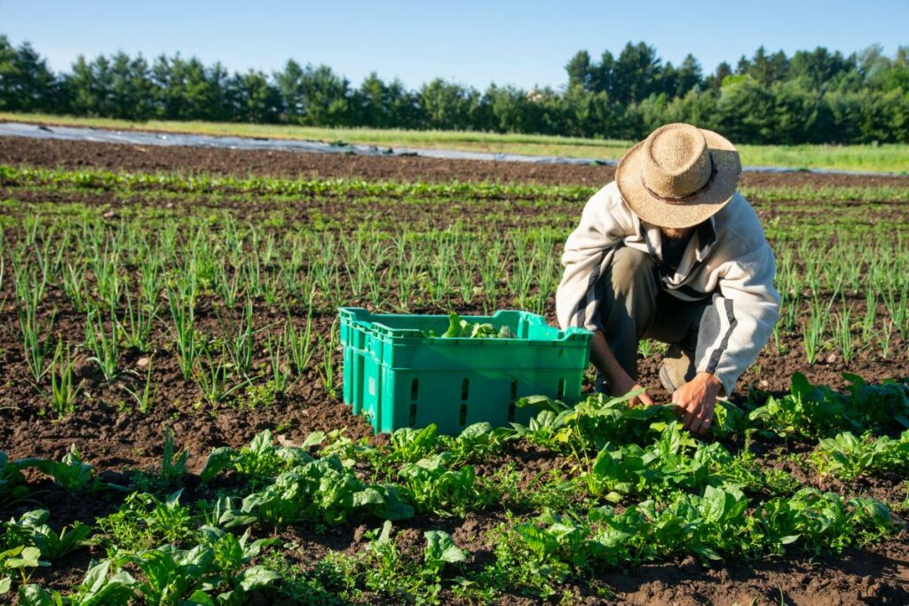 Agricultura Ecologica